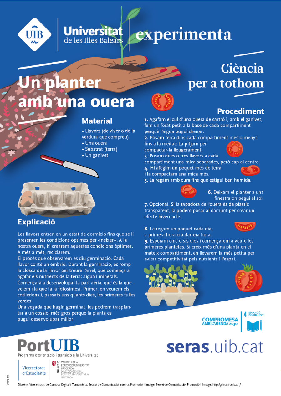 Un planter amb una ouera