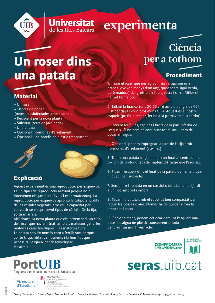 Un roser dins una patata
