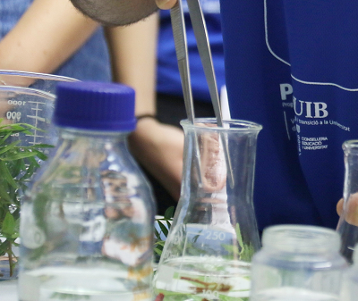 Grau d'Enginyeria Agroalimentària i del Medi Rural. «Biotecnologia, micropropagació de plantes»