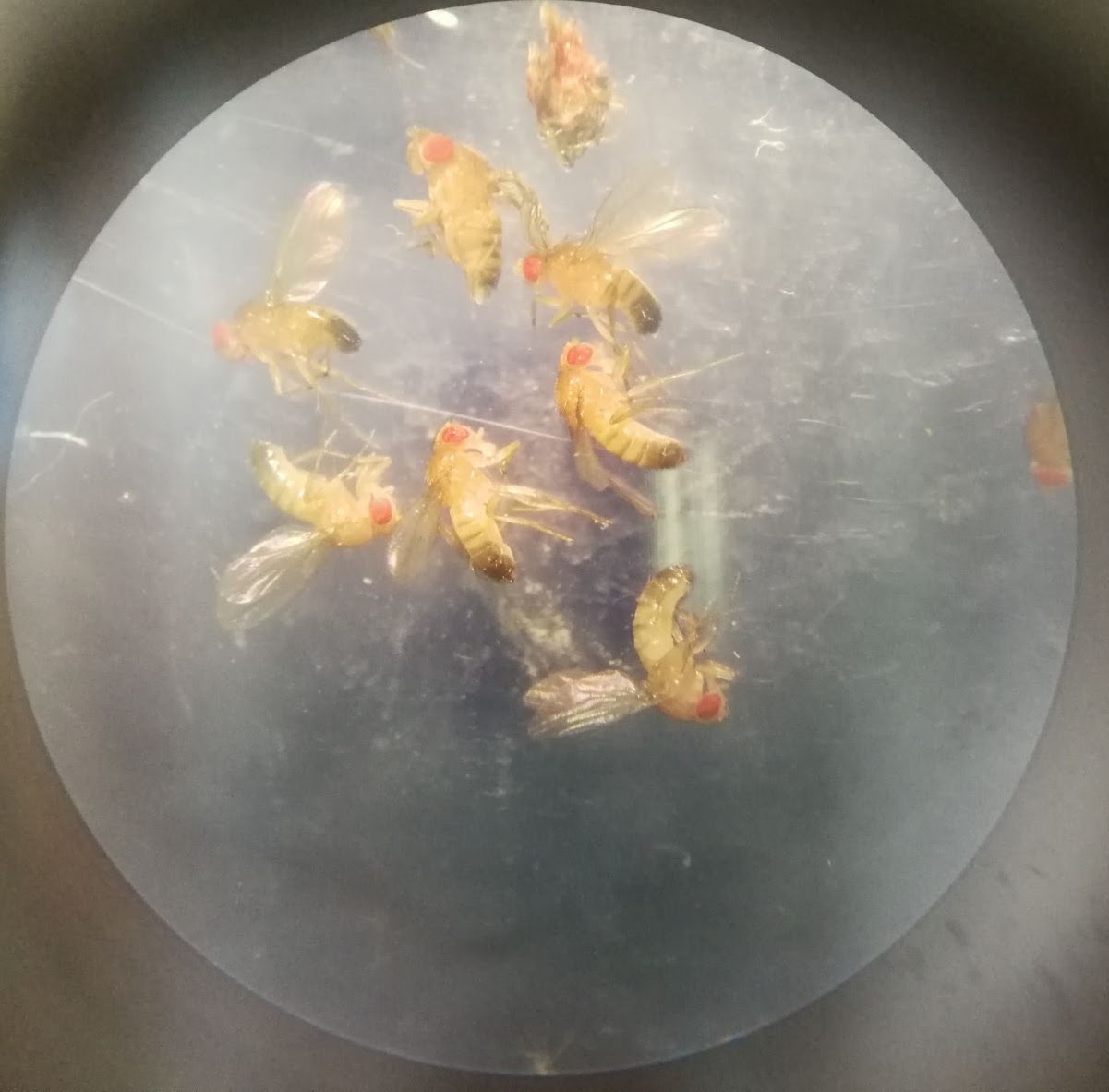Grau de Biologia. «Introducció a la genètica amb Drosophila melanogaster»