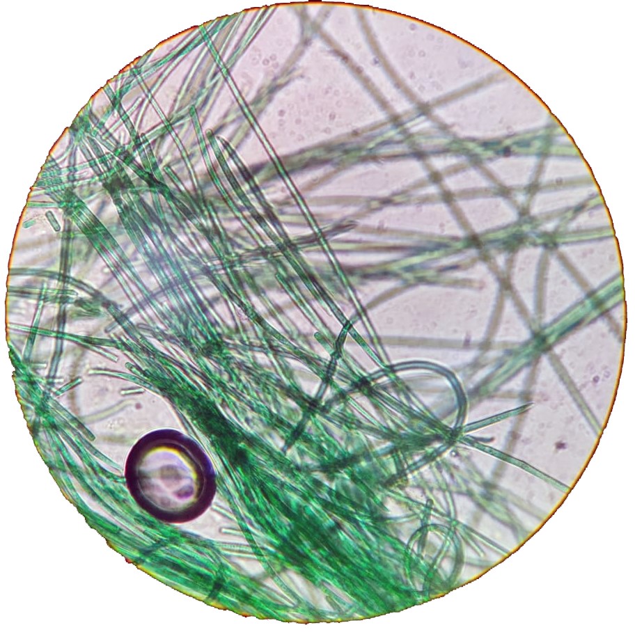 Els cianobacteris i el seu paper en el medi ambient